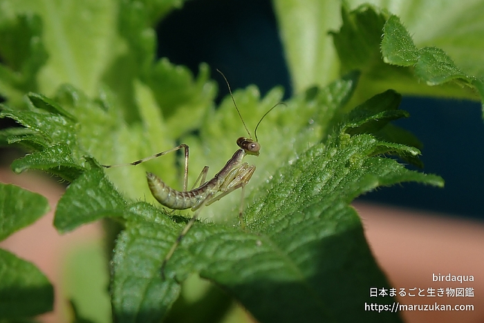 ハラビロカマキリ