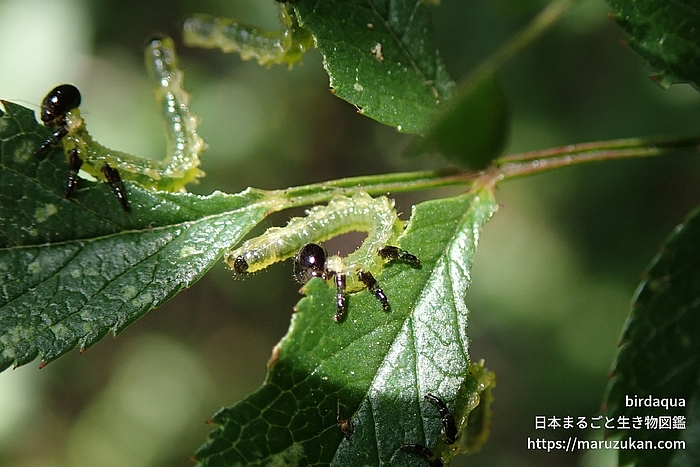 アカスジチュウレンジ