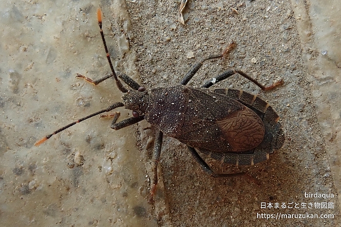 ツマキヘリカメムシ