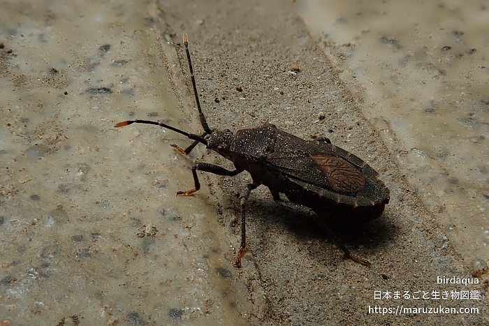 ツマキヘリカメムシ