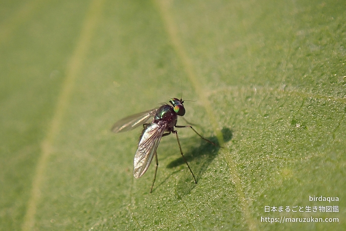 アシナガバエ科の一種