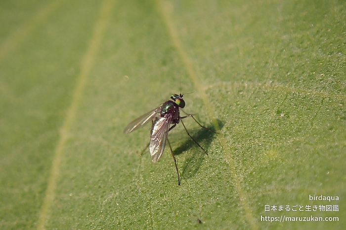 アシナガバエ科の一種