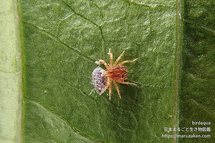 ハモリダニ科の一種