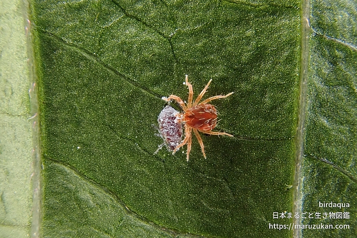 ハモリダニ科の一種