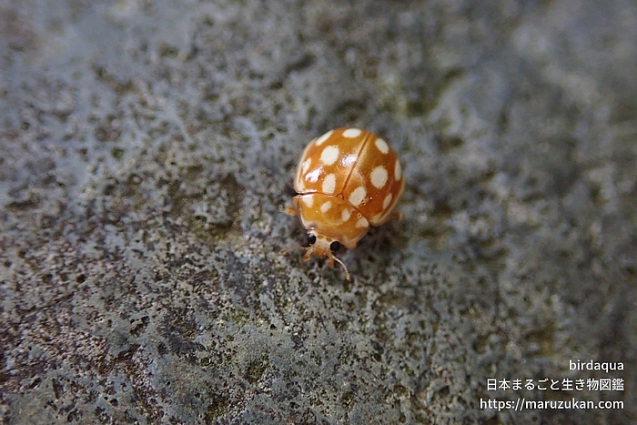 ムーアシロホシテントウ