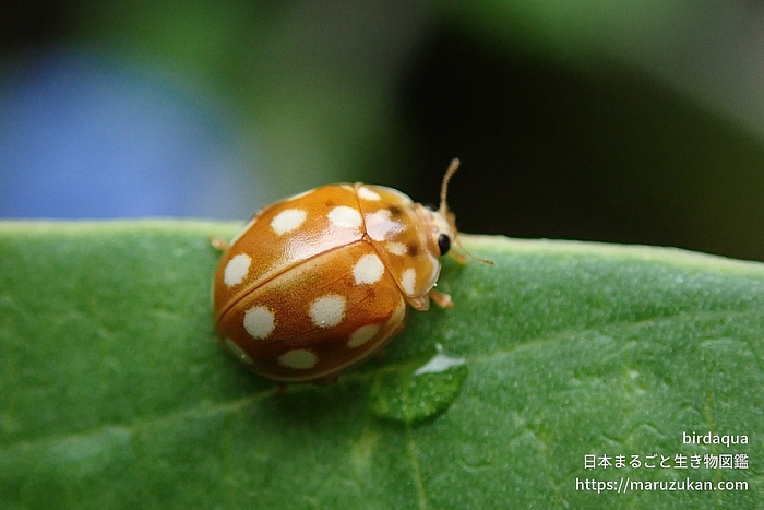 ムーアシロホシテントウ
