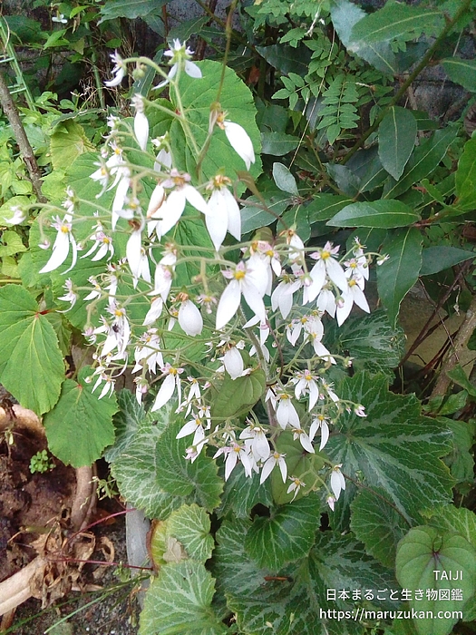 ユキノシタ