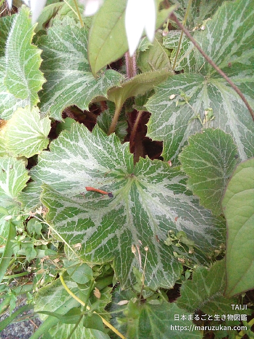 ユキノシタ