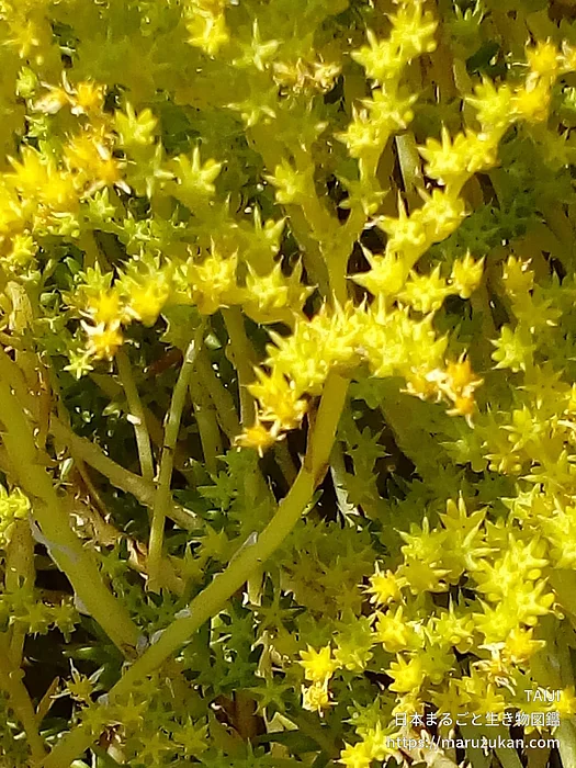 オウシュウマンネングサ（花）の写真