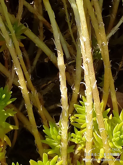 オウシュウマンネングサ（花）の写真