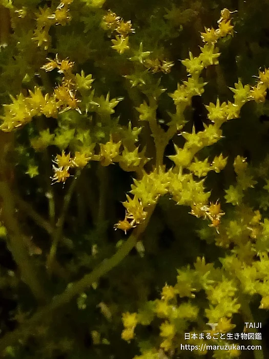 オウシュウマンネングサ（花）の写真