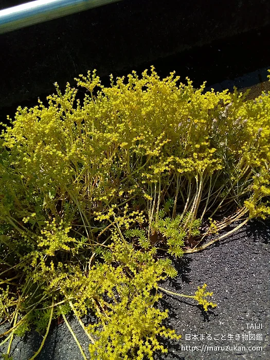オウシュウマンネングサ（花）の写真