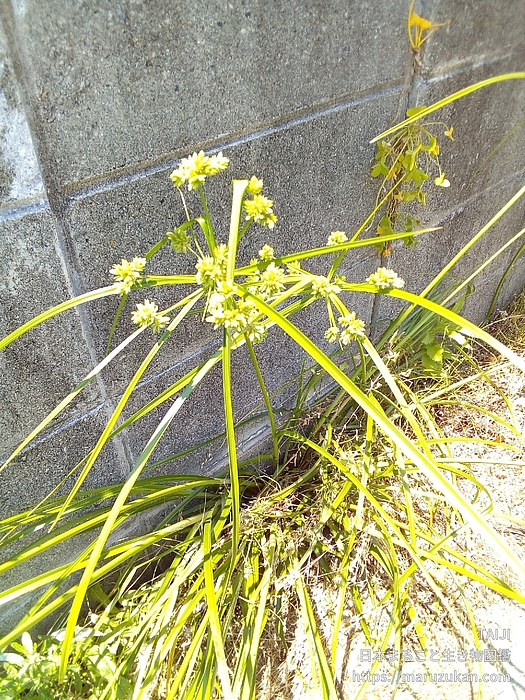 メリケンガヤツリ
