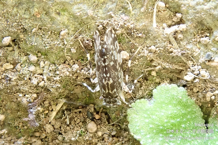 オオウロコチャタテ