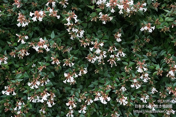 ハナゾノツクバネウツギ