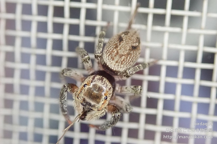 アダンソンハエトリ