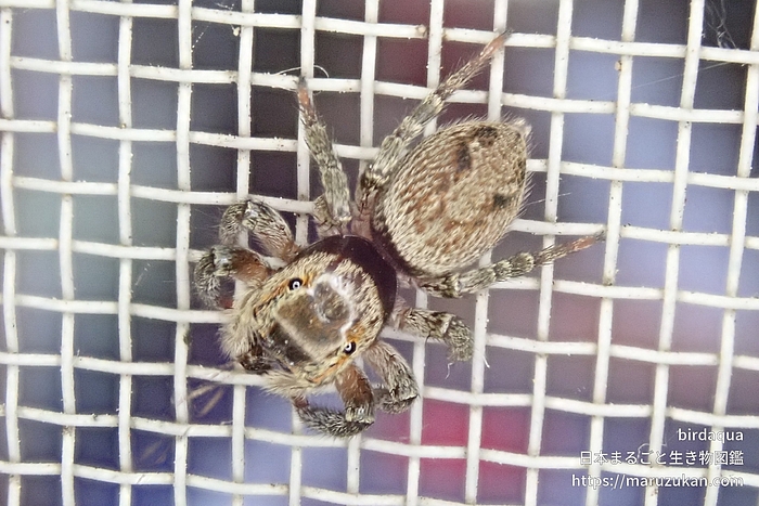 アダンソンハエトリ