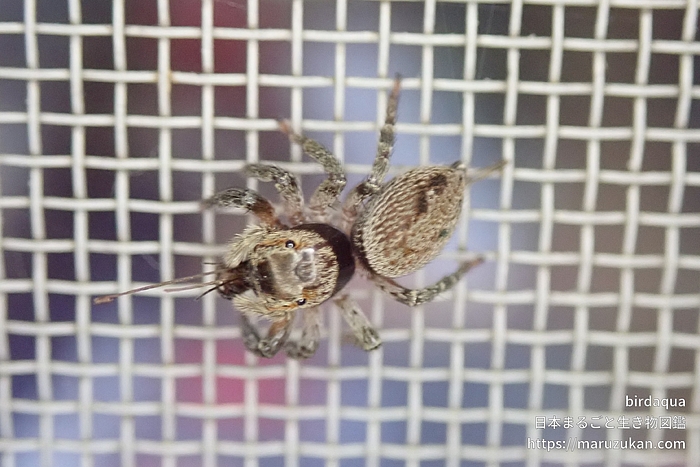 アダンソンハエトリ