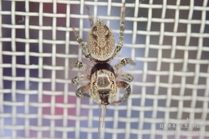 アダンソンハエトリ