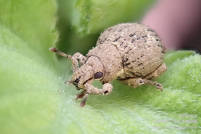 スグリゾウムシ