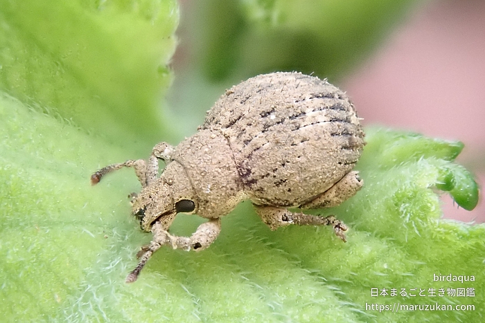 スグリゾウムシ