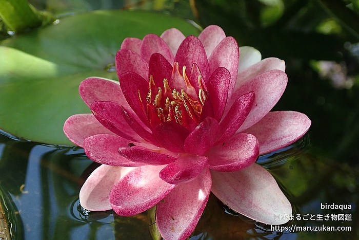 オールモストブラック