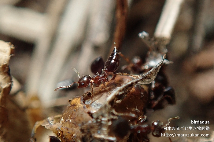 ハリブトシリアゲアリ 日本まるごと生き物図鑑