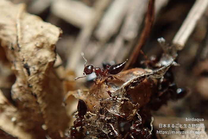 ハリブトシリアゲアリ