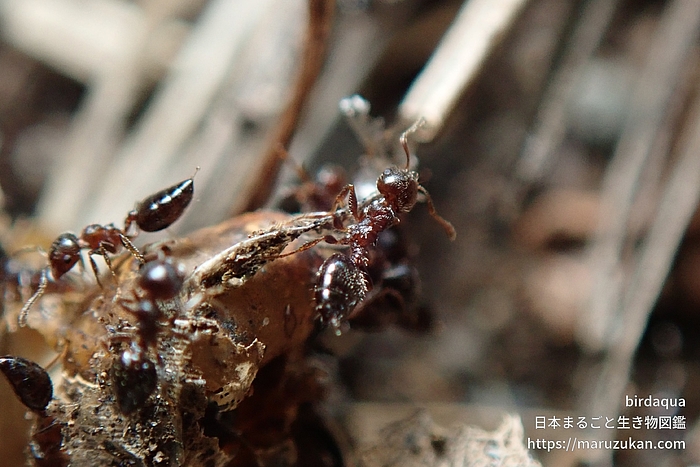 ハリブトシリアゲアリ