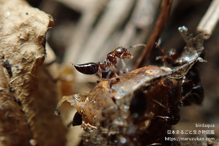 ハリブトシリアゲアリ
