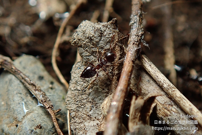 ハリブトシリアゲアリ