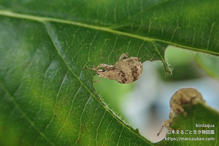 スグリゾウムシ