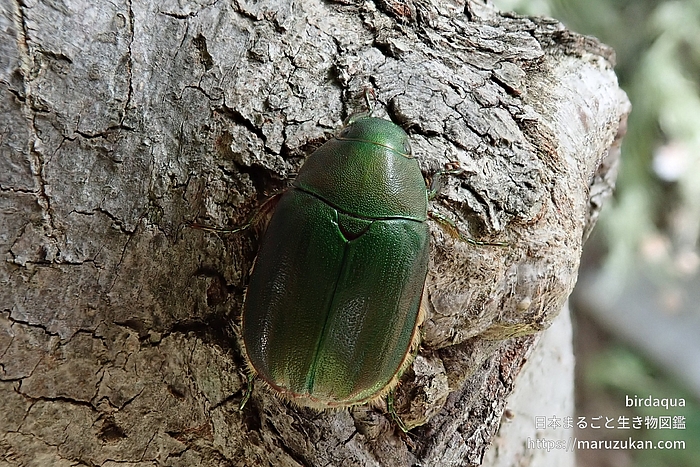 アオドウガネ