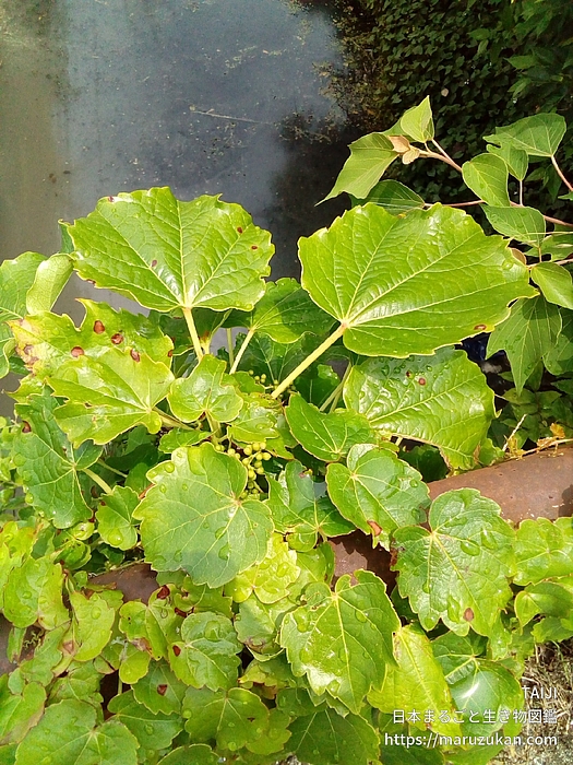 ツタ