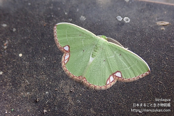 ヨツモンマエジロアオシャク