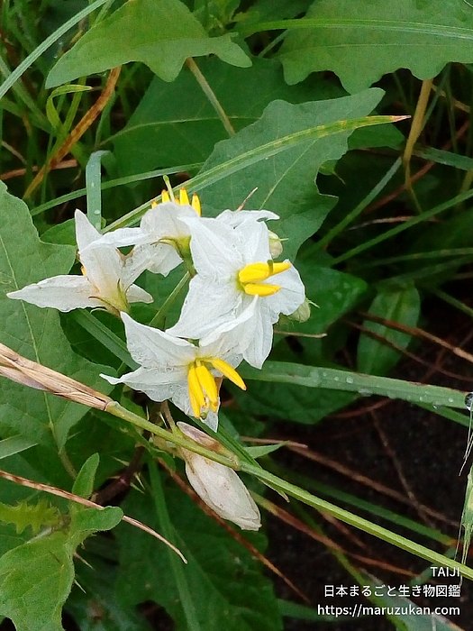 ワルナスビ
