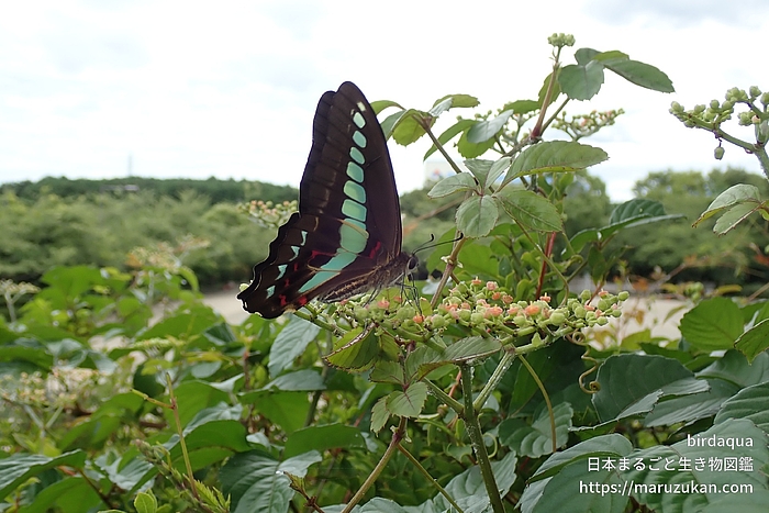 アオスジアゲハ
