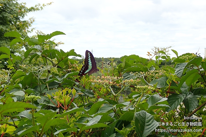 アオスジアゲハ