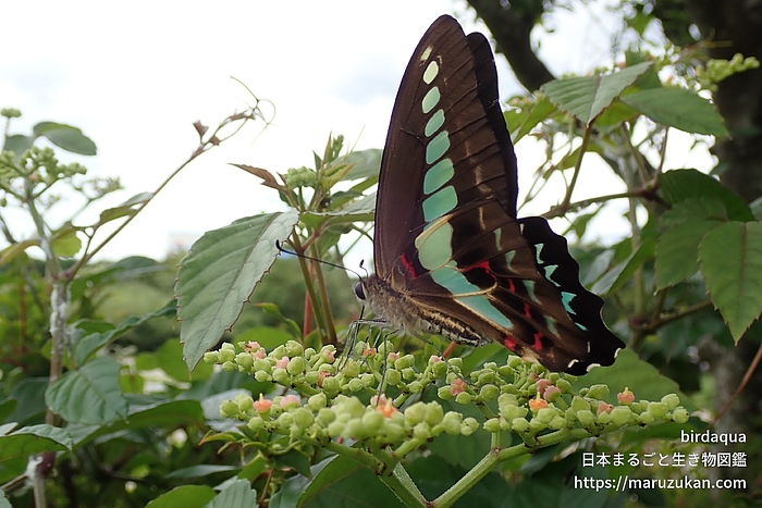 アオスジアゲハ