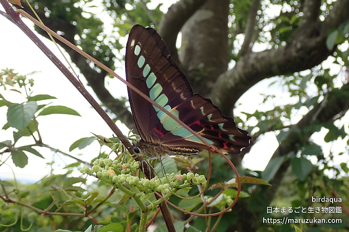 アオスジアゲハ