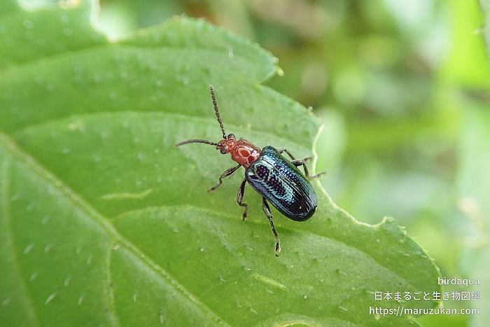 ヤマイモハムシ