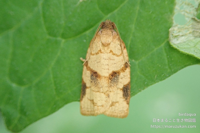 ウスアトキハマキ