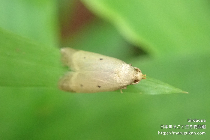 カレハヒメマルハキバガ