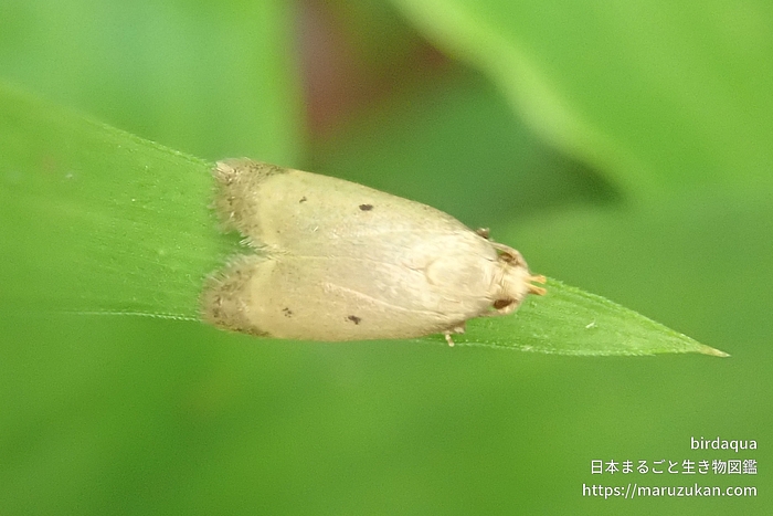 カレハヒメマルハキバガ