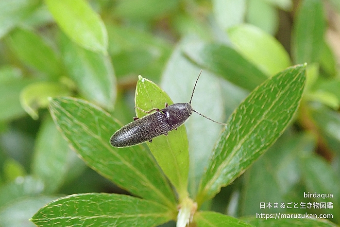コメツキムシ科の一種