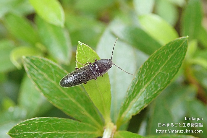 コメツキムシ科の一種