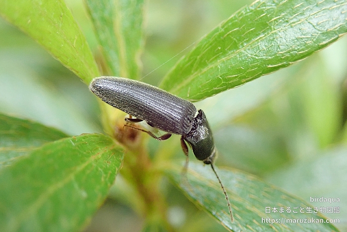 コメツキムシ科の一種