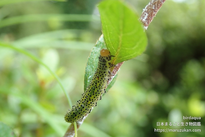 ルリチュウレンジ