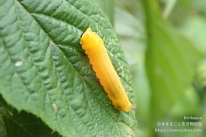 Nesotaxonus属の一種