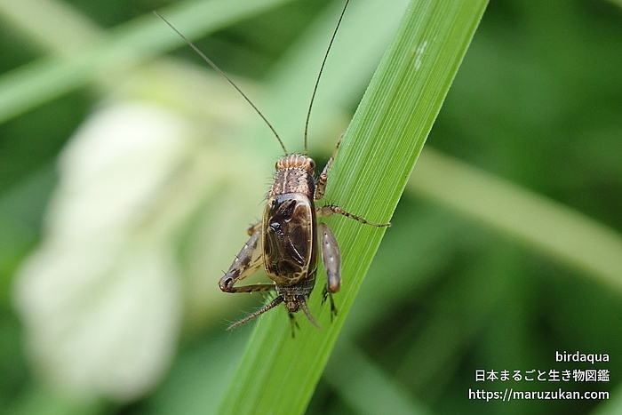 シバスズ